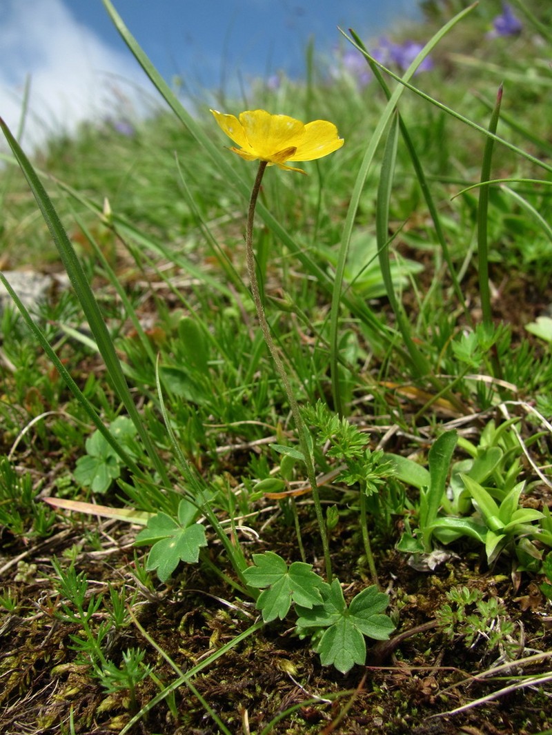 Ranunculus crassifolius photo 3