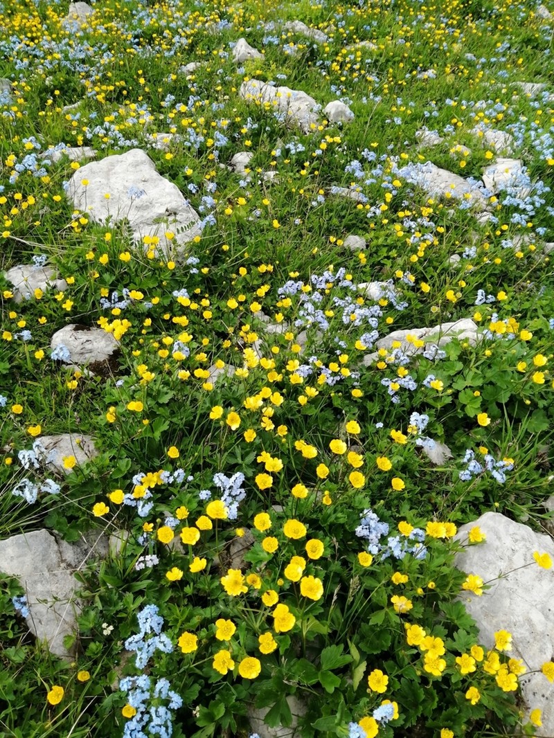 Ranunculus crassifolius photo 4