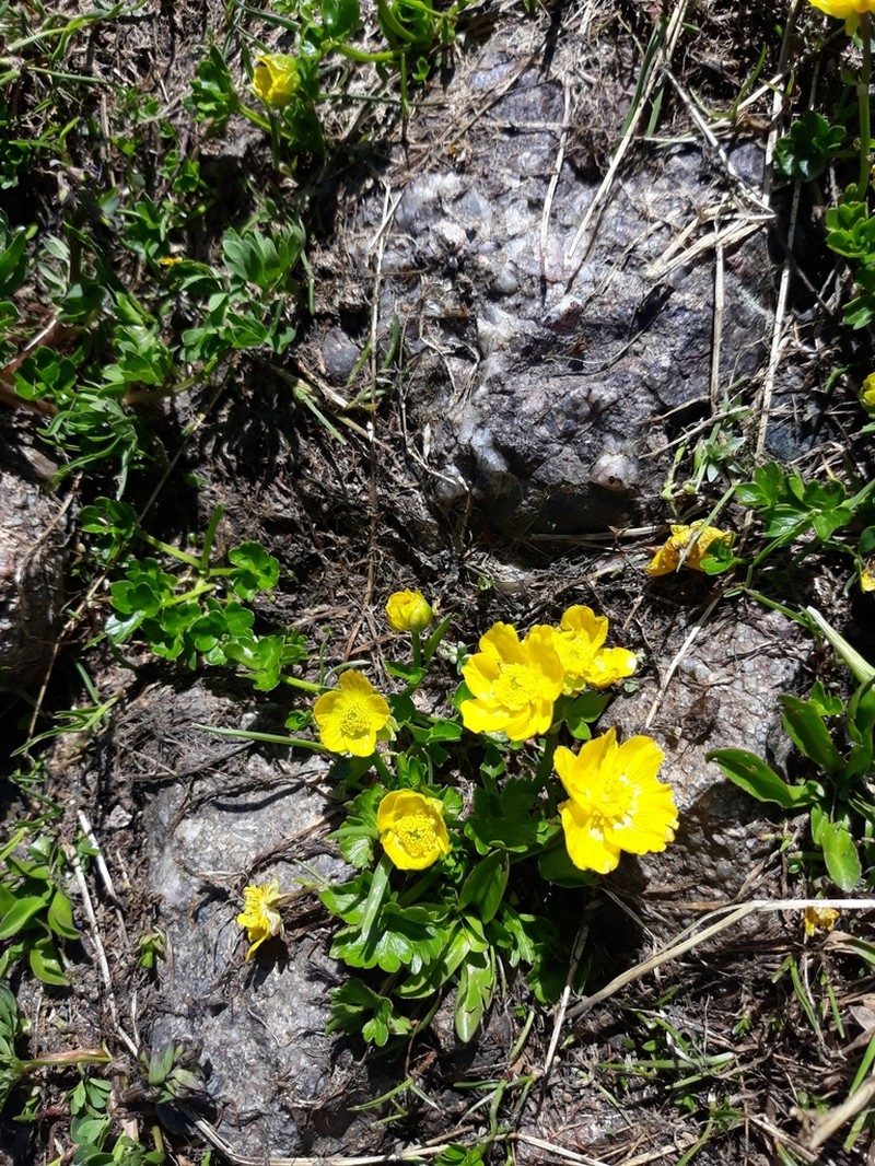Ranunculus crassifolius photo 5