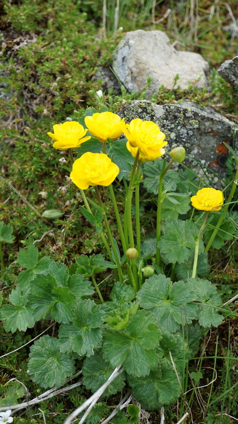 Ranunculus crassifolius photo 6