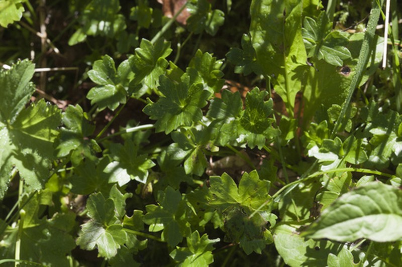 Ranunculus crassifolius photo 7