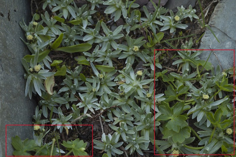 Ranunculus crassifolius photo 8
