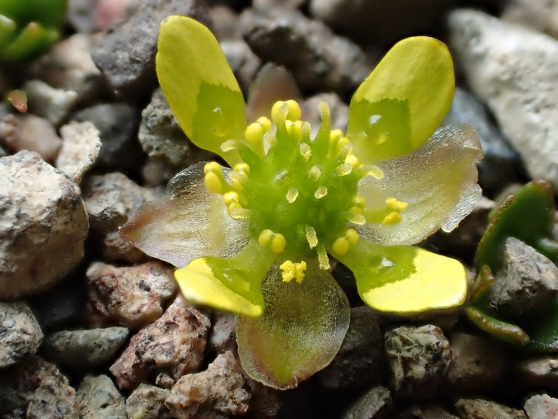 Ranunculus crassipes
