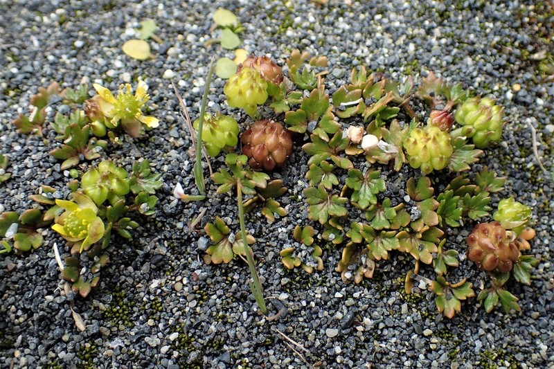 Ranunculus crassipes photo 2