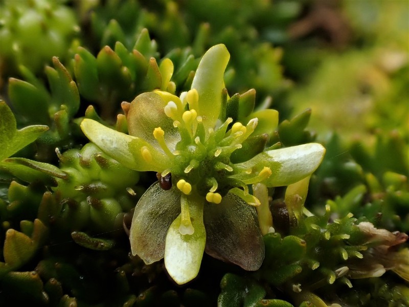 Ranunculus crassipes photo 3