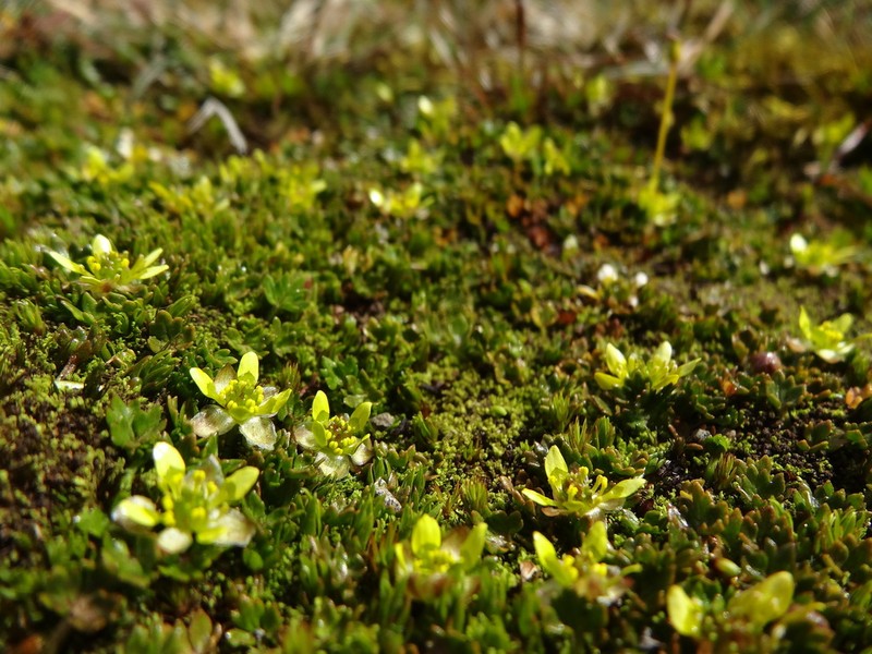 Ranunculus crassipes photo 4