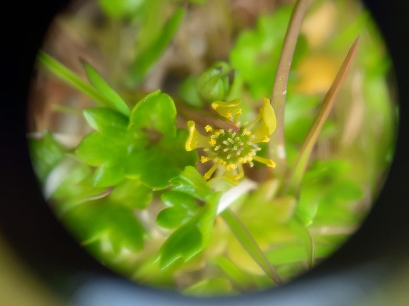 Ranunculus crassipes photo 5