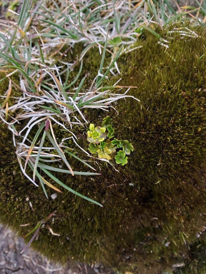 Ranunculus crassipes photo 6