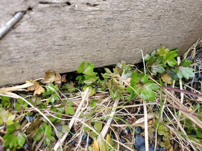 Ranunculus crassipes photo 7