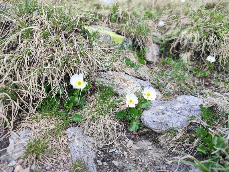 Ranunculus crenatus