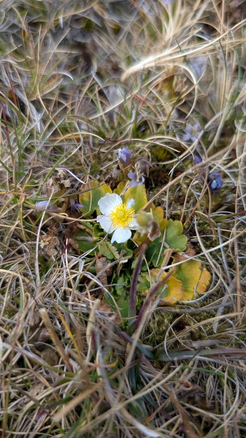 Ranunculus crenatus photo 2