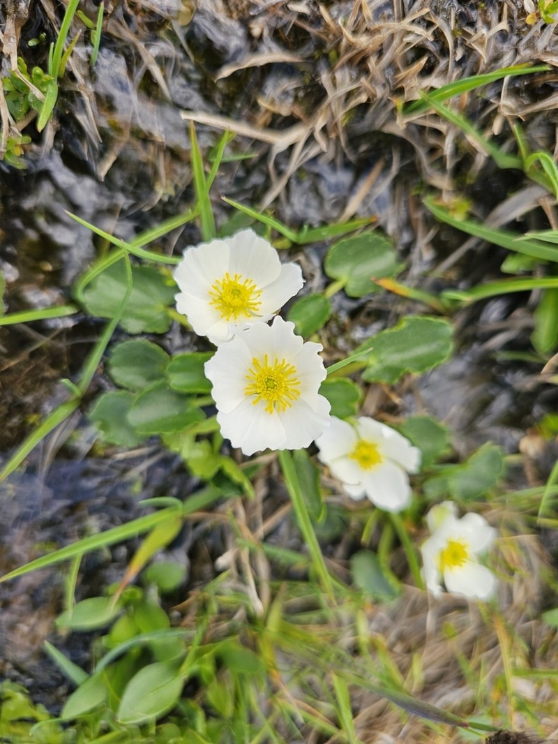 Ranunculus crenatus photo 3