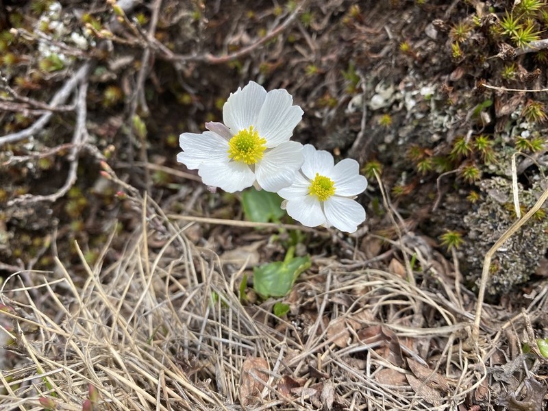 Ranunculus crenatus photo 4