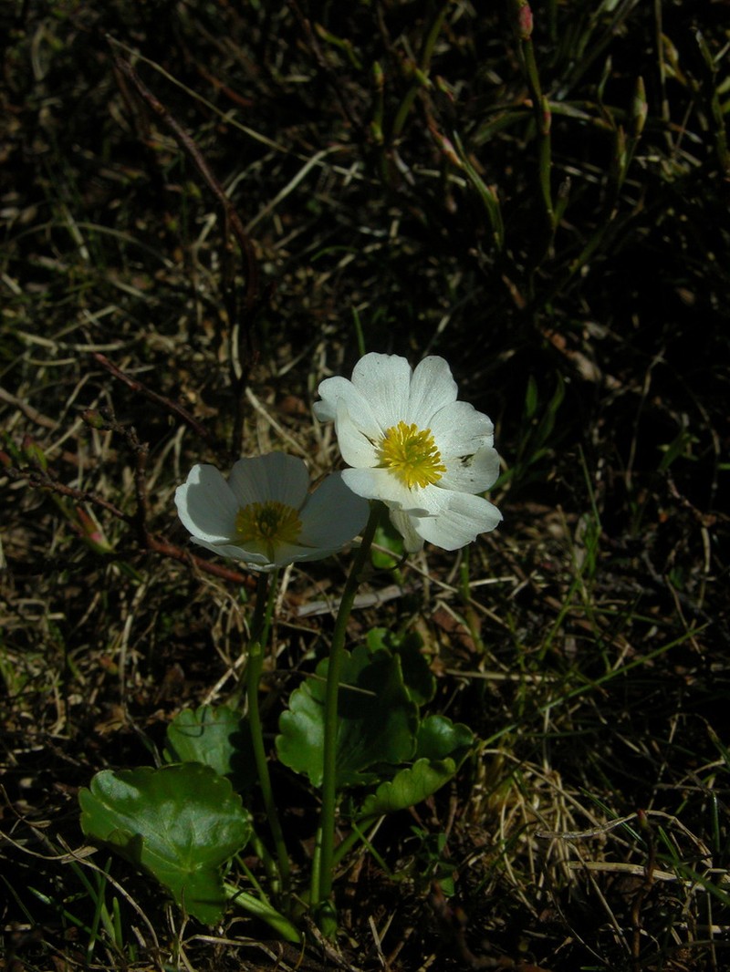 Ranunculus crenatus photo 5