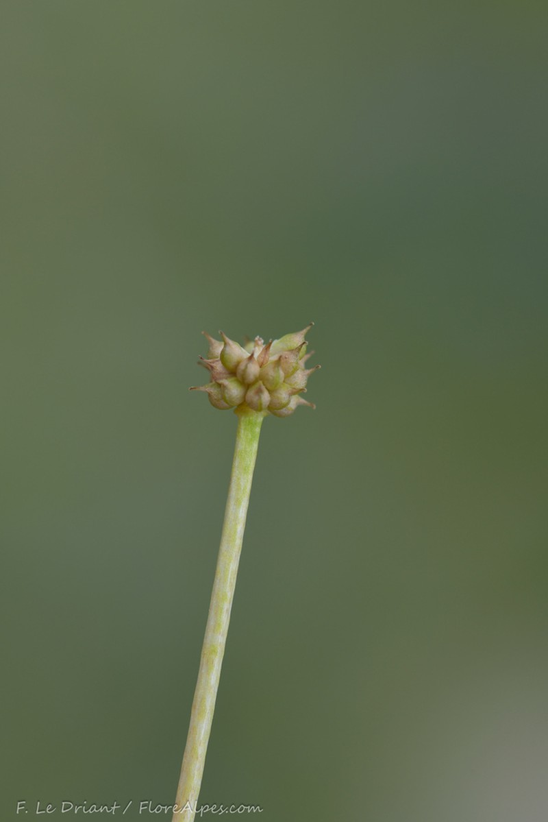 Ranunculus crenatus photo 6