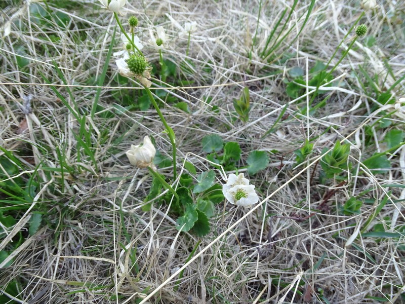 Ranunculus crenatus photo 7