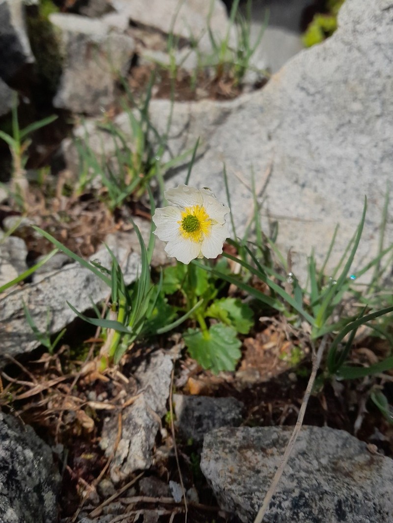 Ranunculus crenatus photo 8