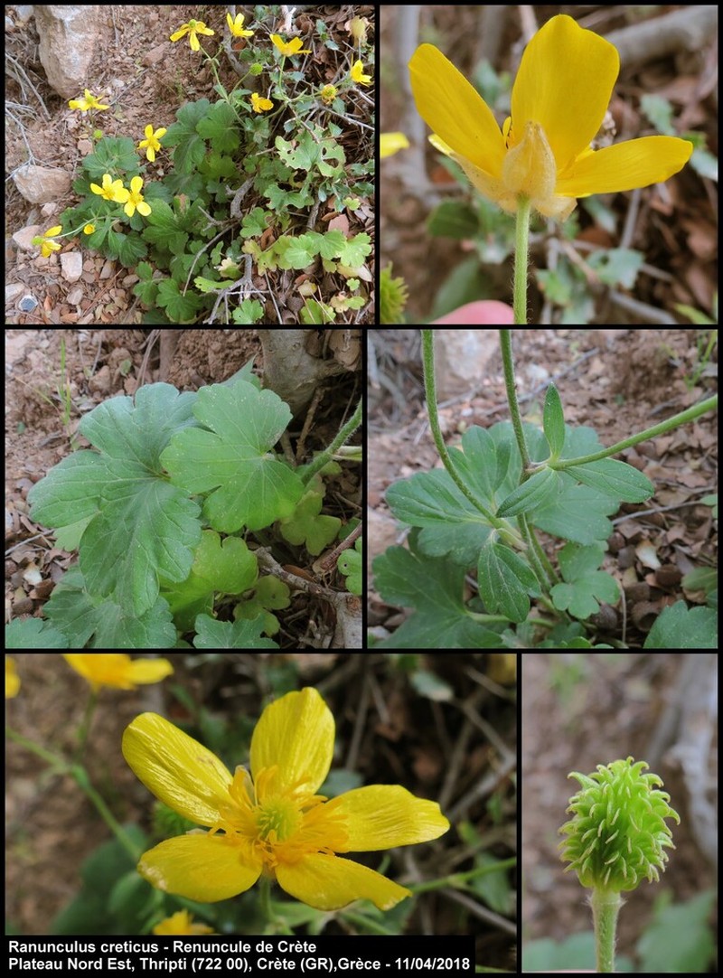 Ranunculus creticus photo 2