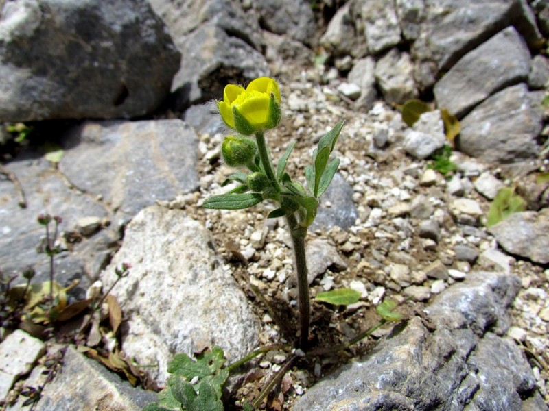 Ranunculus creticus photo 3