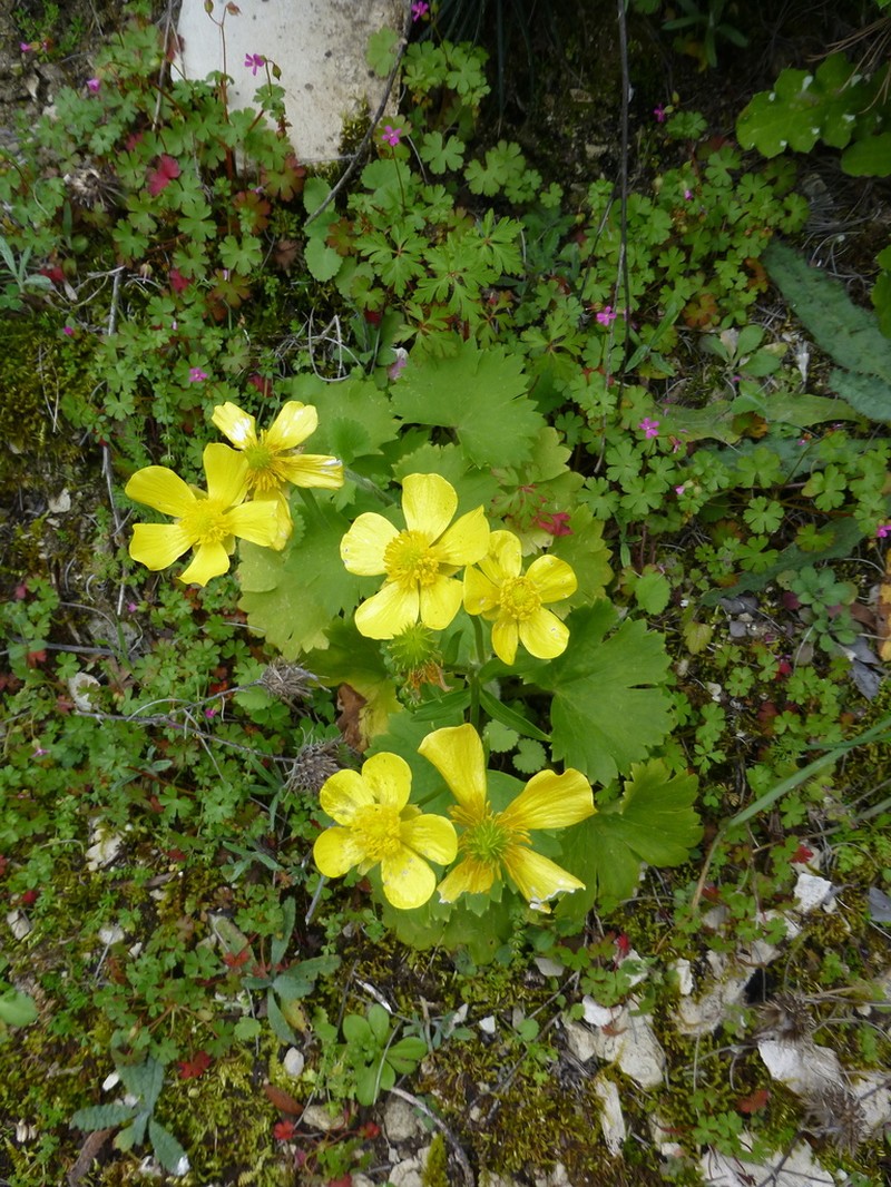 Ranunculus creticus photo 4
