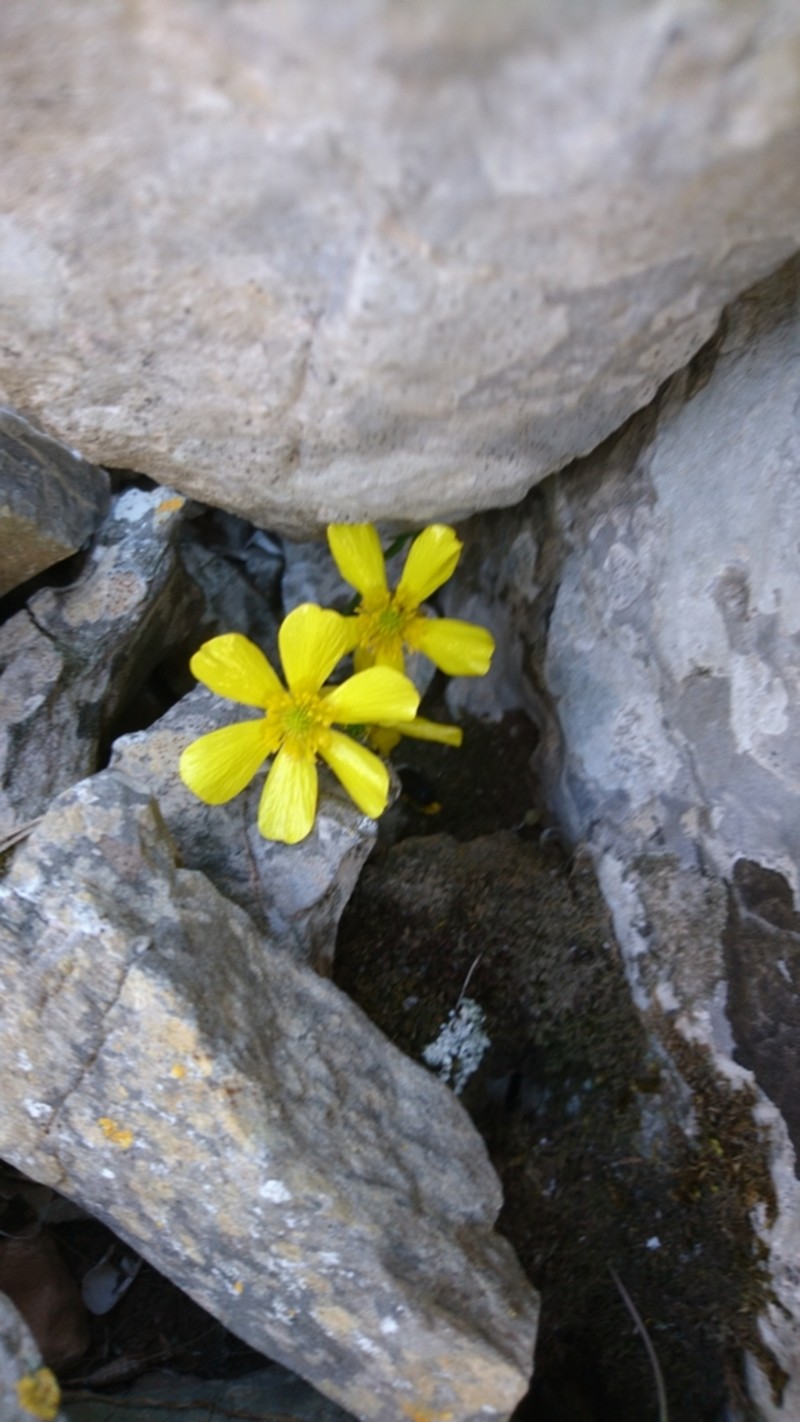 Ranunculus creticus photo 5