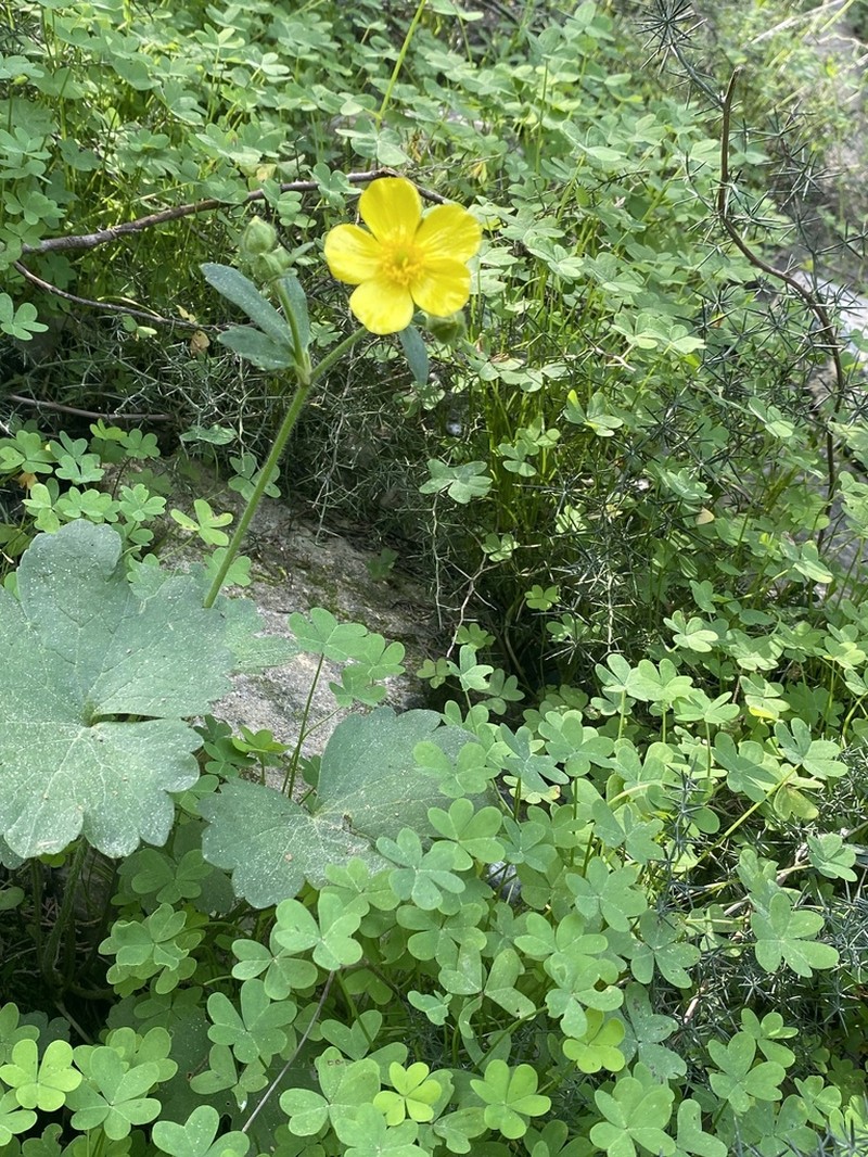 Ranunculus creticus photo 6