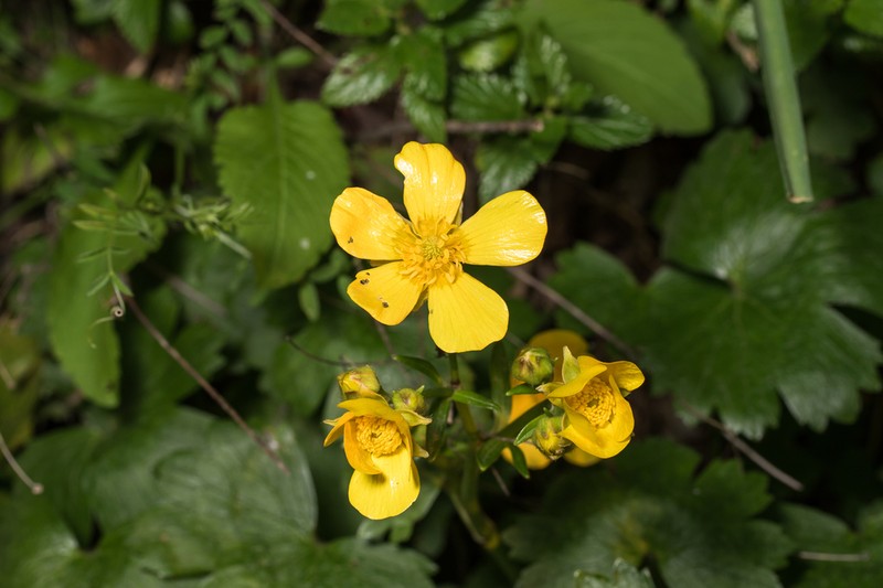 Ranunculus creticus photo 7