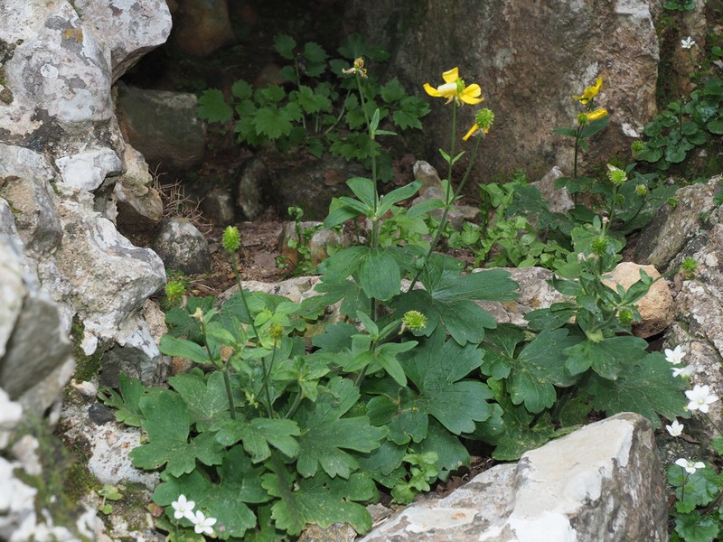Ranunculus creticus photo 8