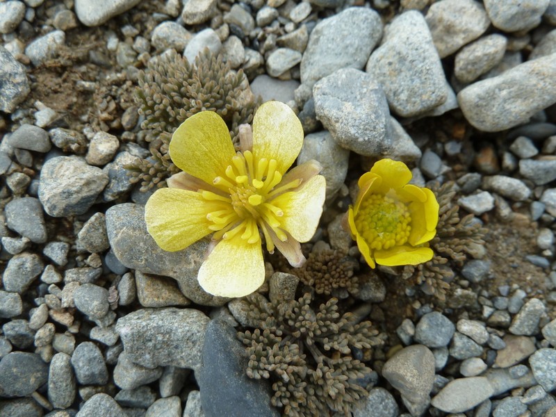 Ranunculus crithmifolius photo 2