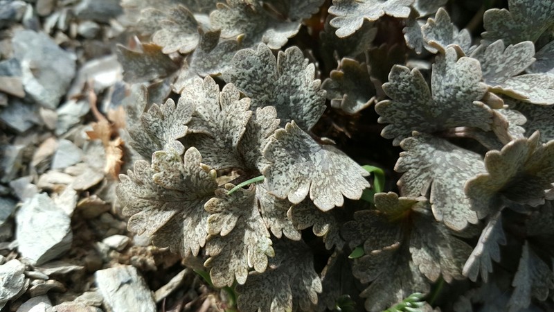 Ranunculus crithmifolius photo 4