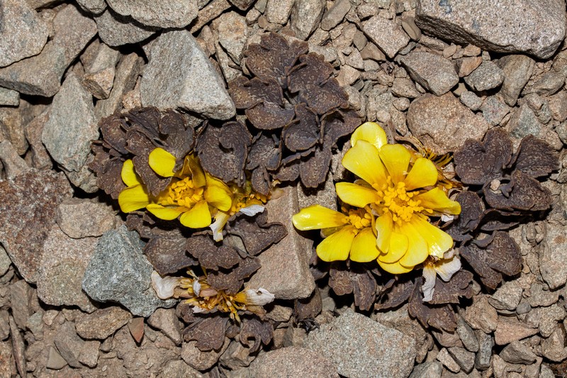 Ranunculus crithmifolius photo 5