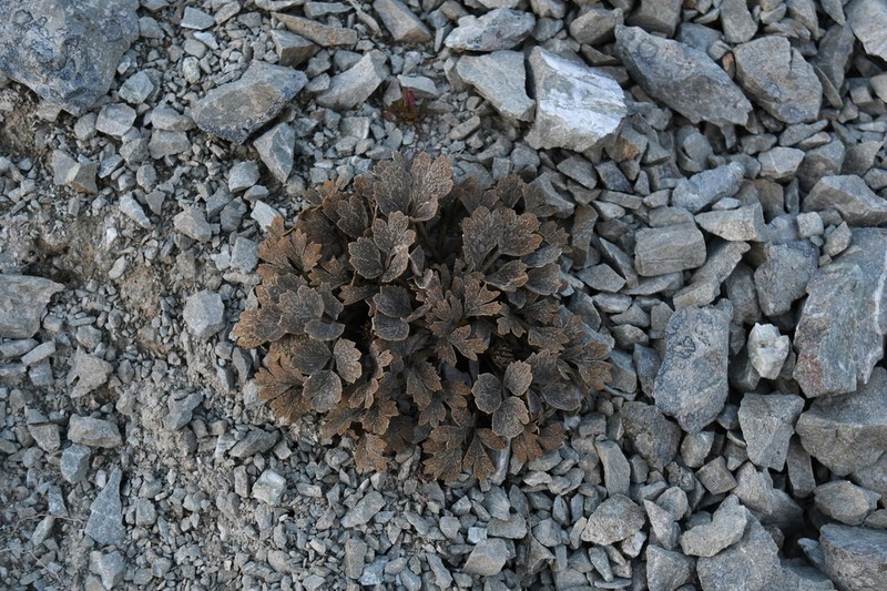 Ranunculus crithmifolius photo 6
