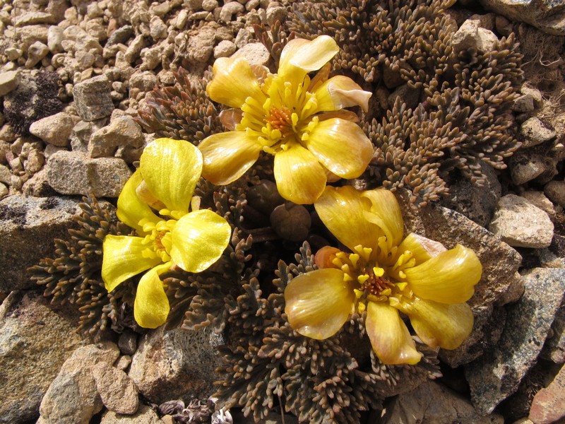 Ranunculus crithmifolius photo 7