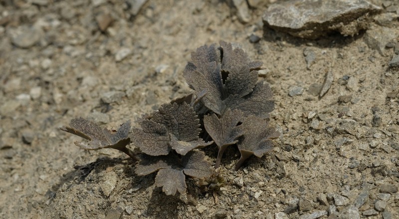 Ranunculus crithmifolius photo 8