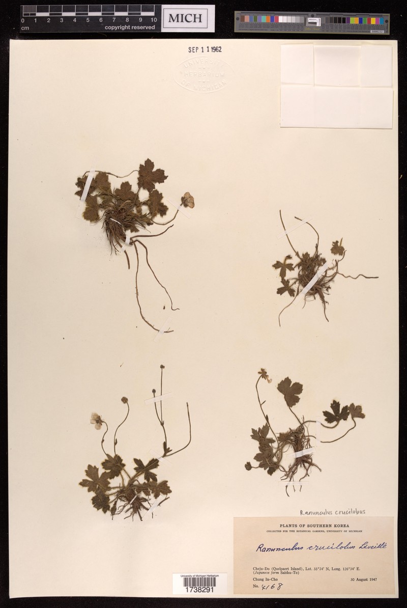Ranunculus crucilobus