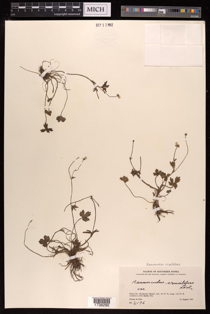 Ranunculus crucilobus photo 2