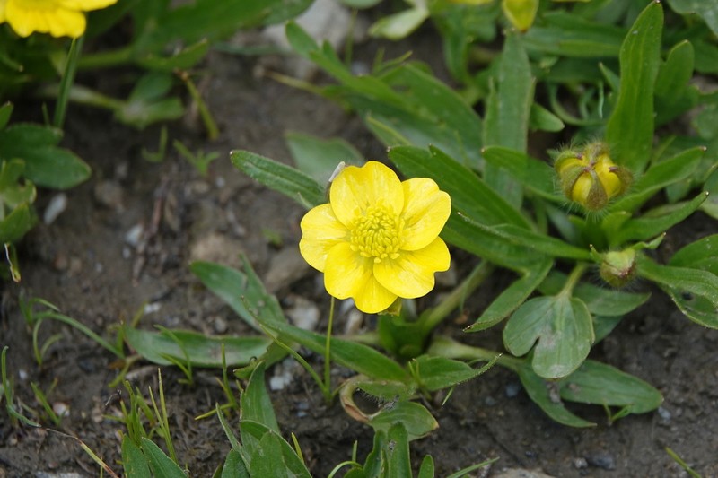 Ranunculus crymophilus