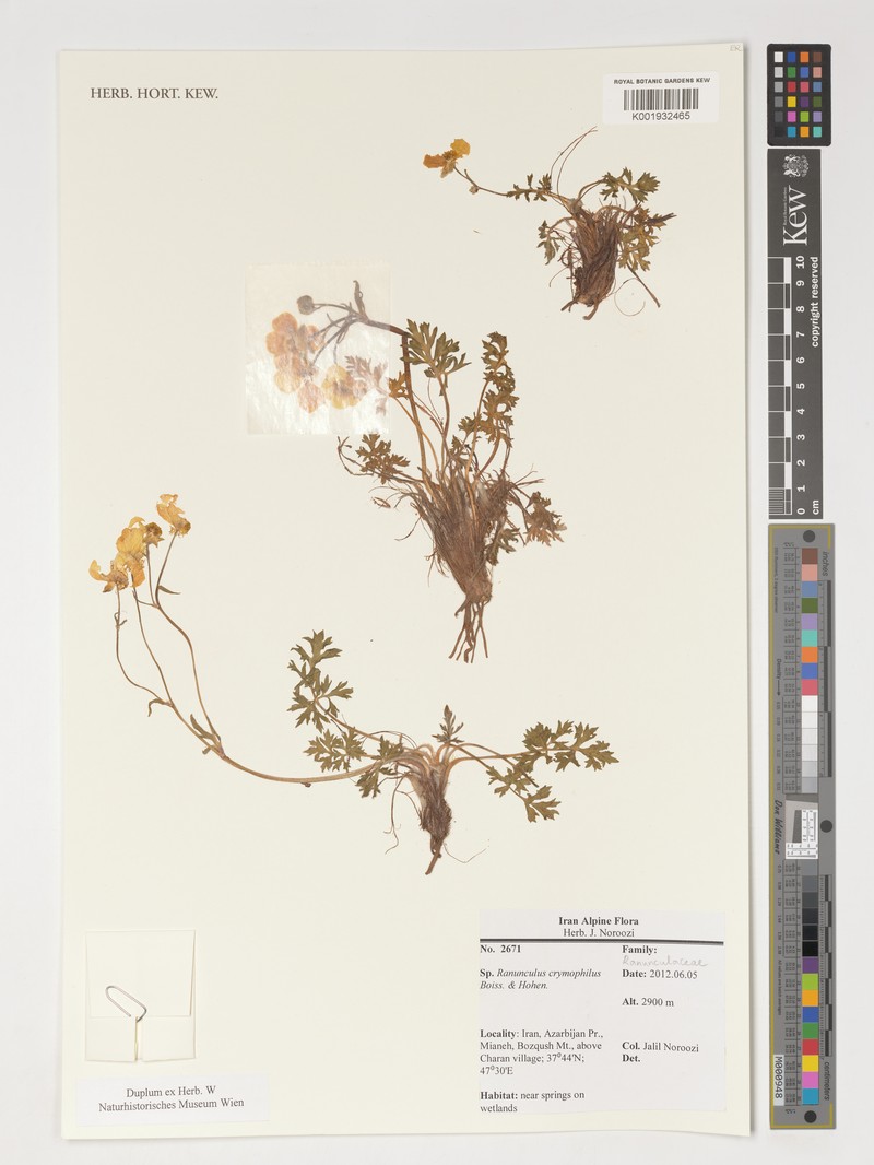 Ranunculus crymophilus photo 2