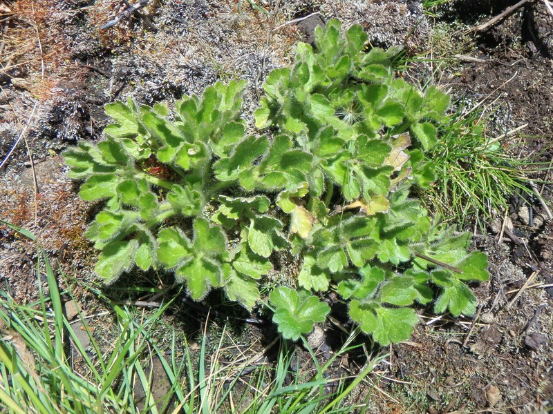 Ranunculus cryptanthus