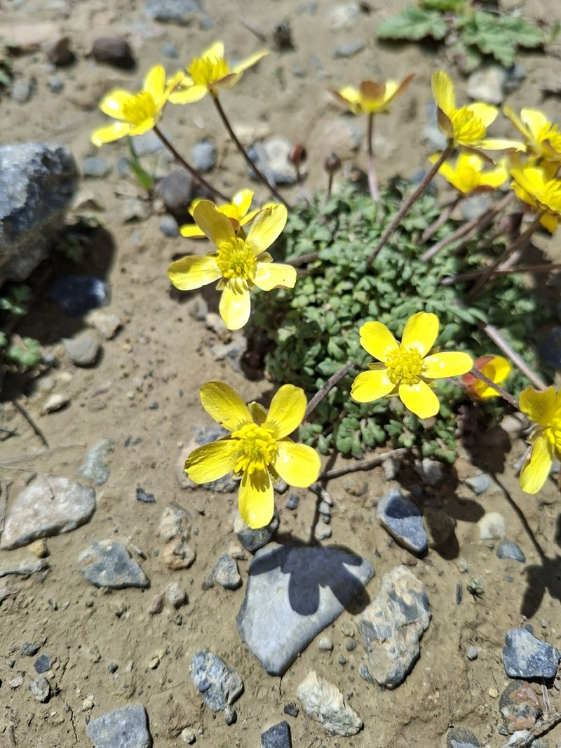 Ranunculus cupreus
