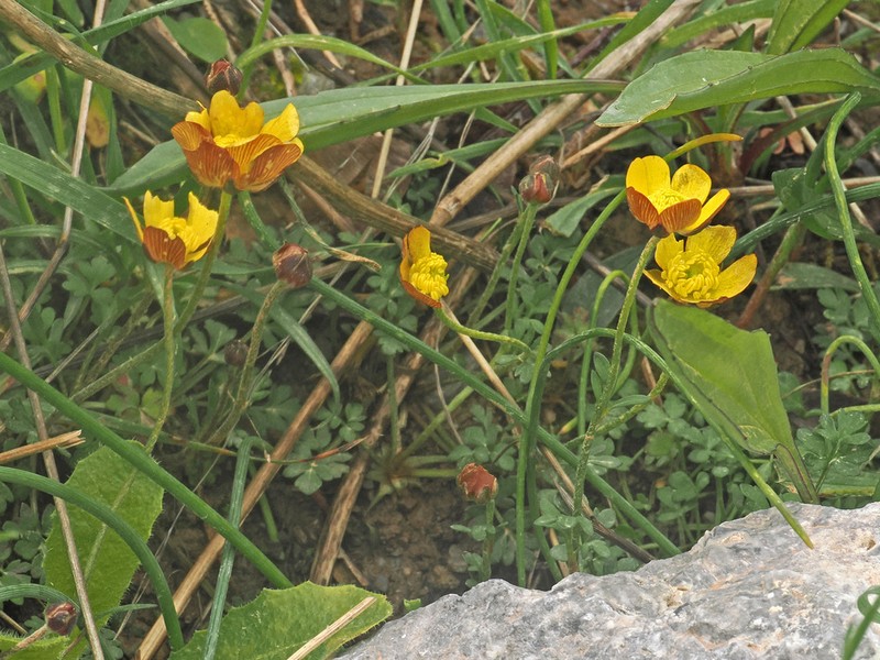 Ranunculus cupreus photo 2