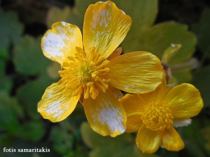 Ranunculus cupreus photo 3