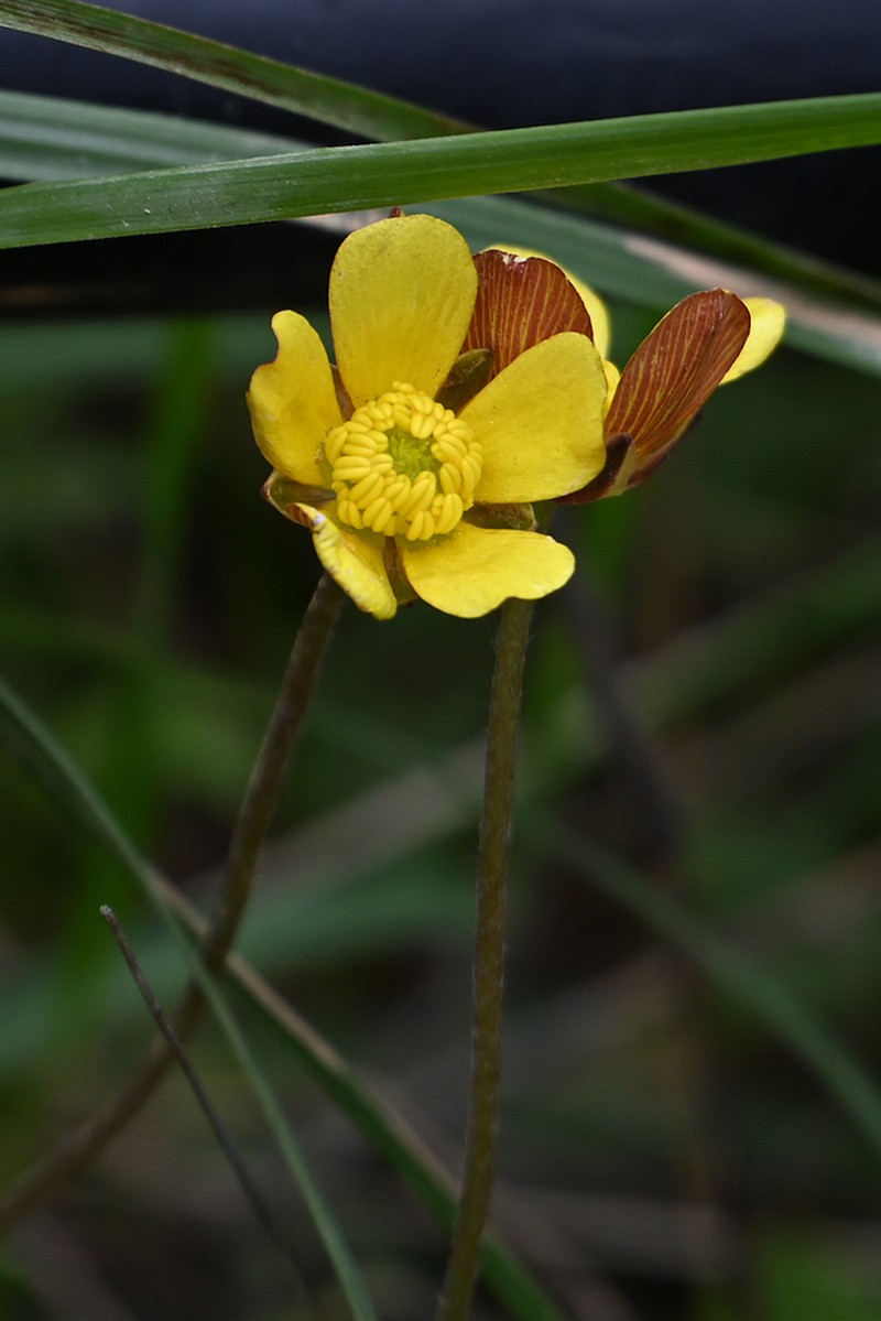 Ranunculus cupreus photo 4