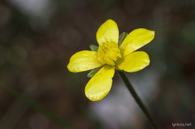 Ranunculus cupreus photo 5