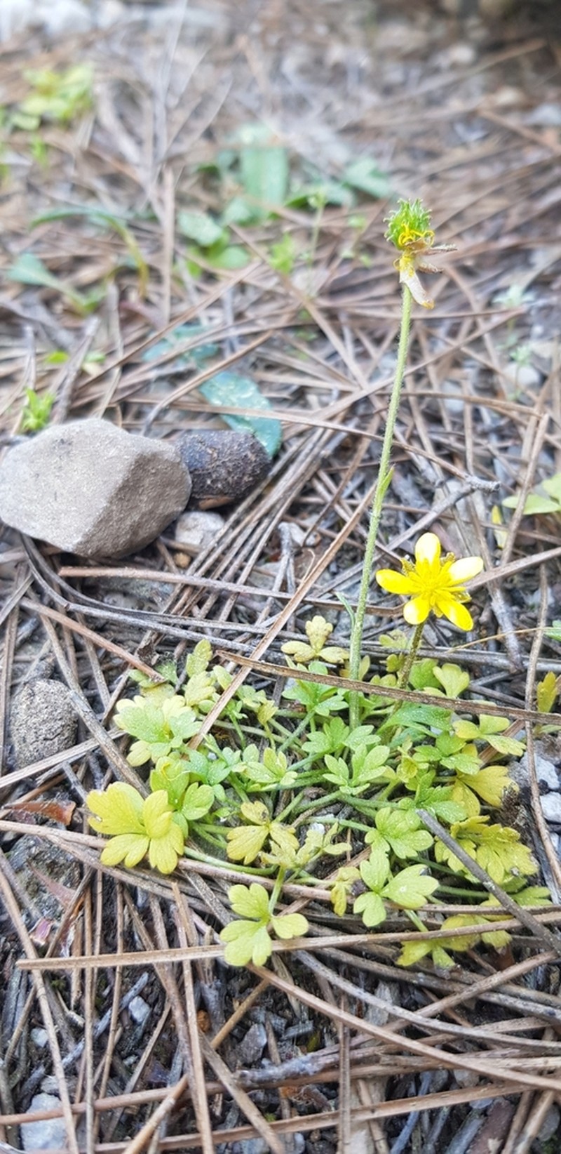 Ranunculus cupreus photo 6