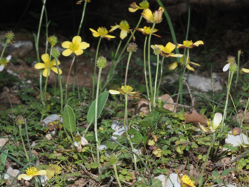 Ranunculus cupreus photo 7