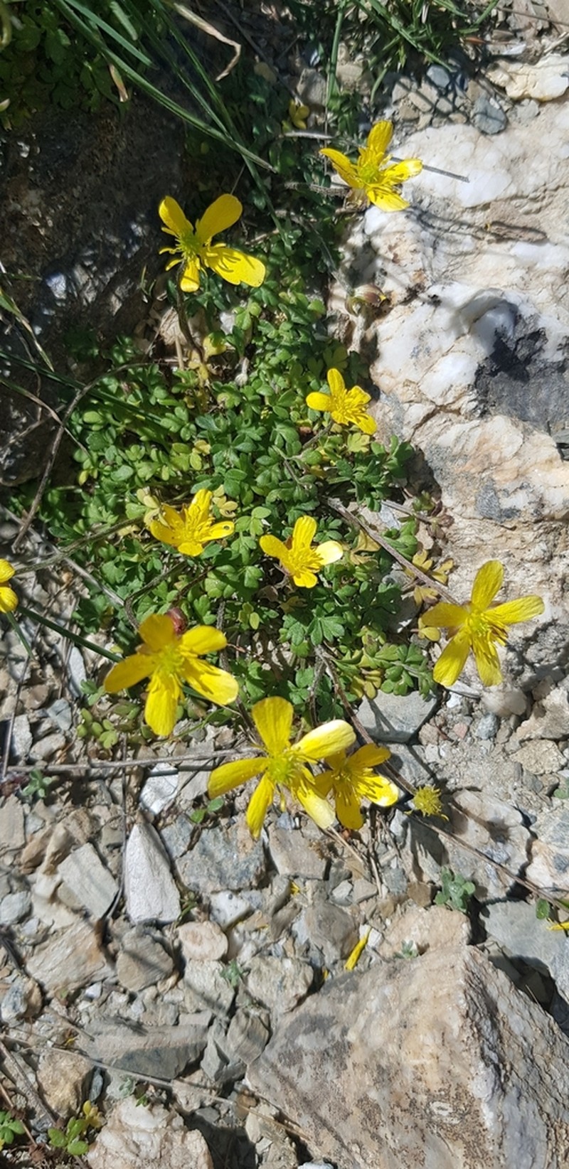 Ranunculus cupreus photo 8