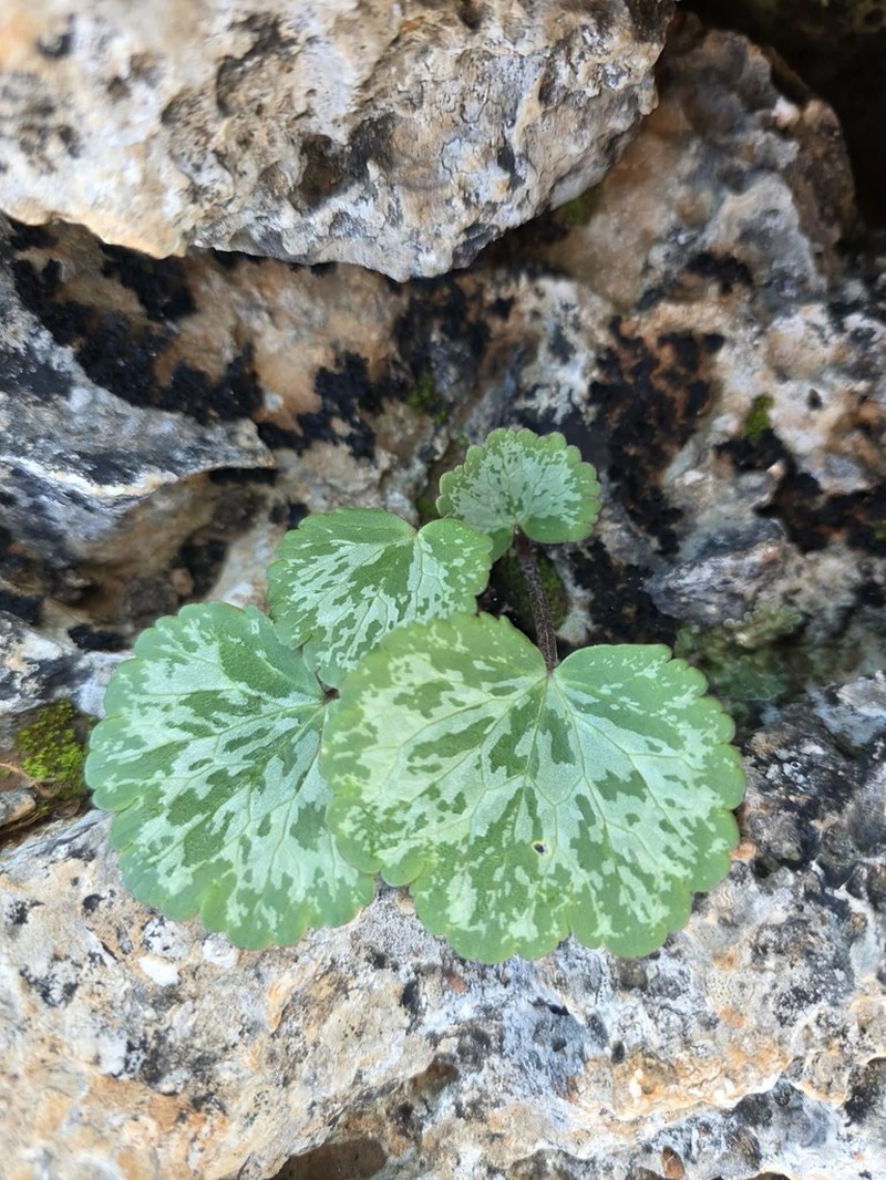 Ranunculus cyclocarpus photo 2