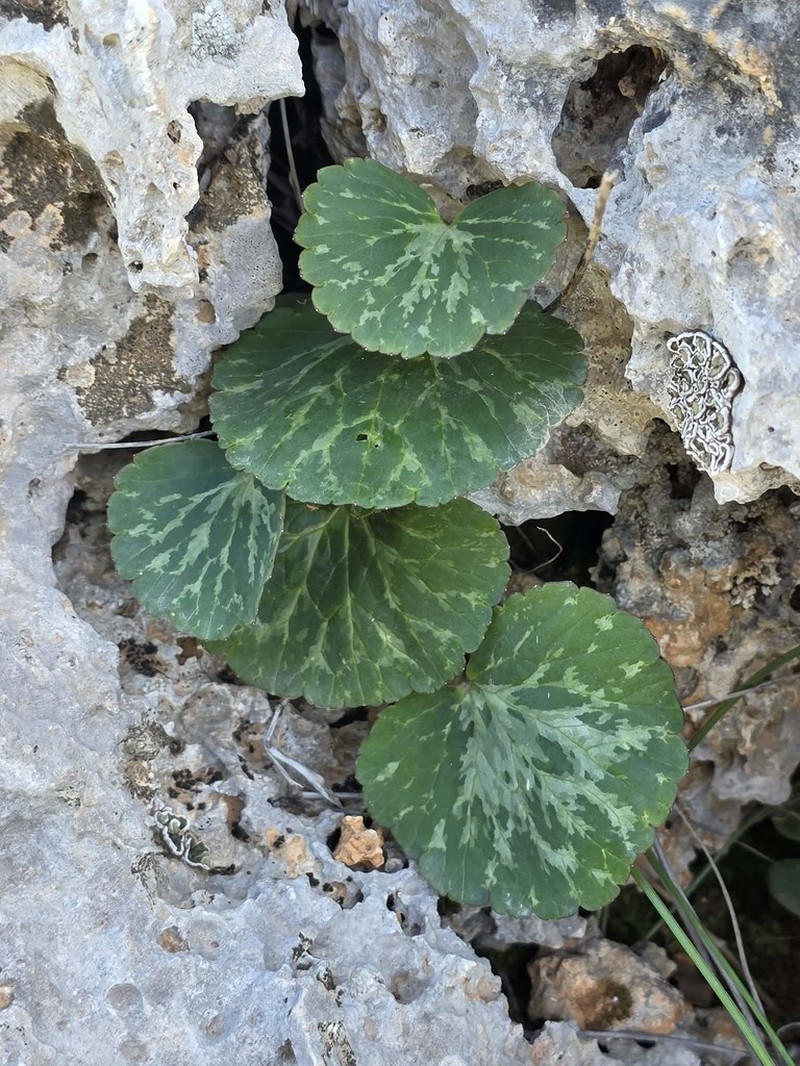 Ranunculus cyclocarpus photo 3