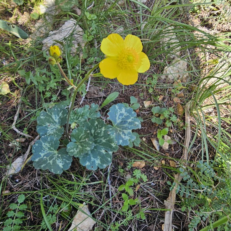 Ranunculus cyclocarpus photo 5